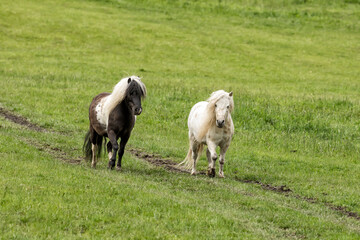 Obraz na płótnie Canvas Two miniature horses in a pasture.