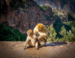 Wild Berber Monkey at Ozoud Waterfall in Morocco