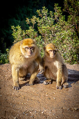 Obraz premium Wild Berber Monkey at Ozoud Waterfall in Morocco