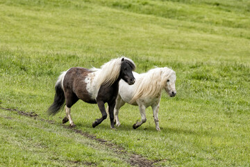 Obraz premium Two miniature horses are trotting along.