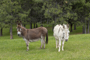 Miniature donkeys looking at the camera.