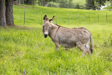 Cute little donkey in tall grass.