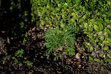 Ragweed bushes. Blooming Ambrosia artemisiifolia causing allergy summer and autumn. ambrosia is a dangerous weed. its pollen causes a strong allergy at the mouth during flowering.