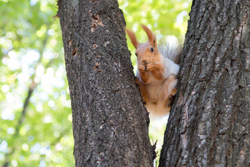 Squirrel on tree