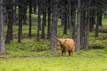 Brown highland cow in the pasture.