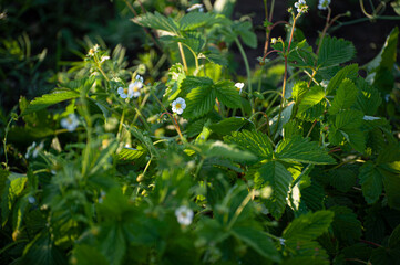 leaves in the garden  strawberry flowers seeds, blooming