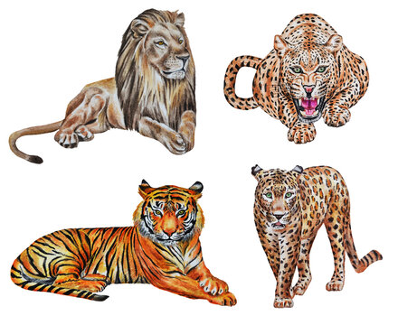 Set of two leopards / jaguars, tiger, lion. Isolated on a white background. Realistic watercolor. Clip art. Template.