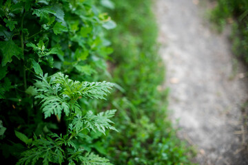 Ragweed bushes. Blooming Ambrosia artemisiifolia causing allergy summer and autumn. ambrosia is a dangerous weed. its pollen causes a strong allergy at the mouth during flowering.