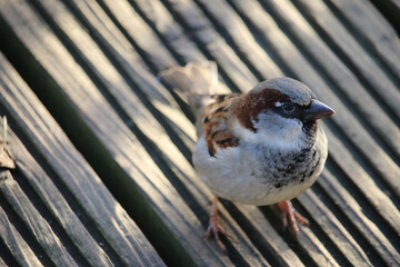 Male house sparrow on wooden decking