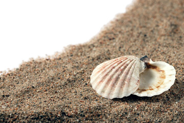 sea shells in the sand on a white background, isolated