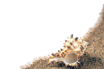 sea shells in the sand on a white background, isolated