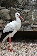 white stork ciconia