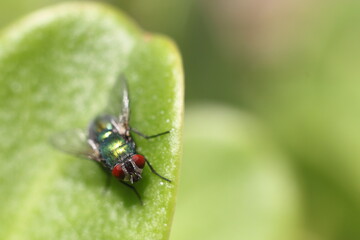 Lucilia sericata. Un díptero muy común.