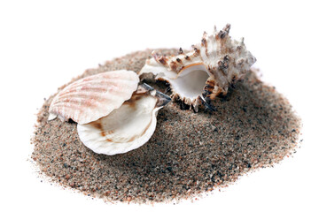 sea shells in the sand on a white background, isolated