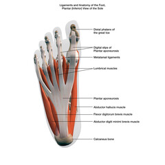 Ligaments and Anatomy of the Foot, Plantar View of the Sole with Labels on White Background - 358867199