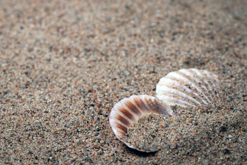 shells in the sand by the sea