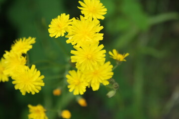 Dandelions