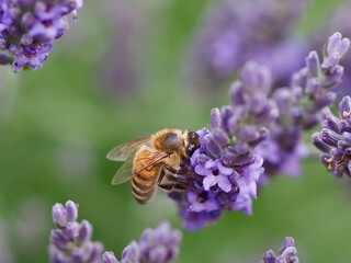 Closeup of a honey bee on a purple lavender flower