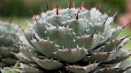 Background from a close-up of Agave potatorum