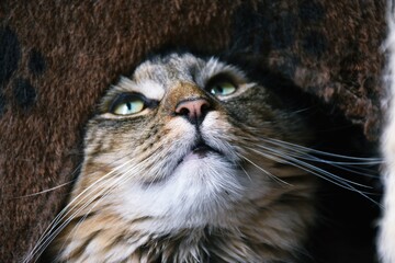 kot o długich wąsach spogląda w górę © Maja