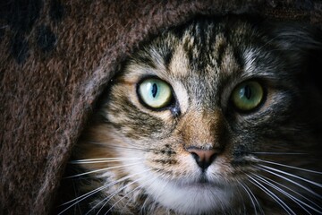 obserwujący kot z długimi wąsami © Maja