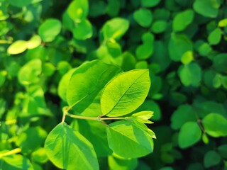 green leaves of a tree