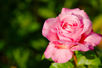 Fototapeta premium Pink rose bud with green leaves in background