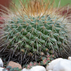 Naklejka na ściany i meble Small cute cactus mammillaria in a pot closeup
