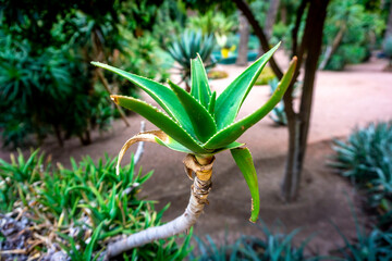 Morocco, Marrakech,  Le Jardin Majorelle, December 1, 2019: Amazing tropical gardens