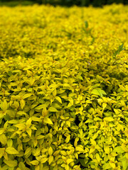 leaves yellow bushes bright mustard