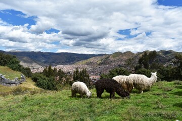 A group of llamas and alpacas, grazing on green field in Cusco, Peru.