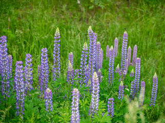 Beautiful blooming blue and pink lupine in the meadow