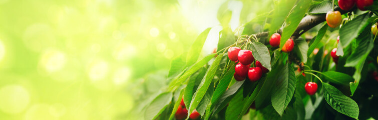 Red cherries on a branch just before harvest with green  sunny background. Panoramic banner with Copy space