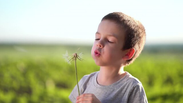 Boy blowing on big dandelion or salsify at sunset