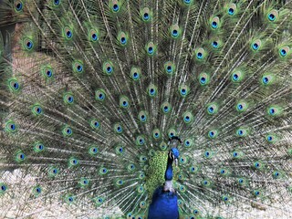 Obraz premium peacock with feathers