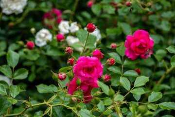 Nice red rose flowers branch in outdoor garden nature macro