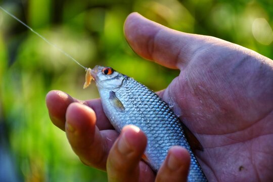 Ryba Bilder Durchsuchen 12,476 Archivfotos, und Videos