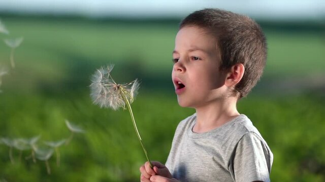 Boy blowing on big dandelion or salsify at sunset