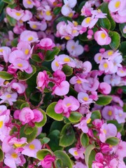pink flowers in the garden