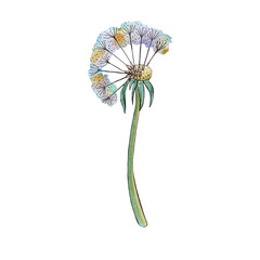 Colorful dandelion painted in watercolor. Incomplete or overblow dandelion ball, part of the seed is missing, broken, overblow