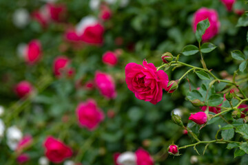 Nice red rose flowers branch in outdoor garden nature macro