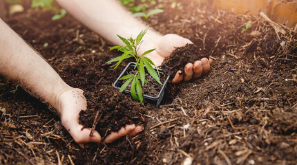 Farmer grows seedlings of hemp baby marijuana seedling in soil of greenhouse. Cannabis plantation in sunlight