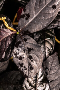 Black Kodia (Eranthemum nigrum)