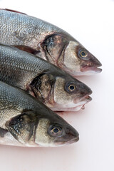 Sea bass with white background