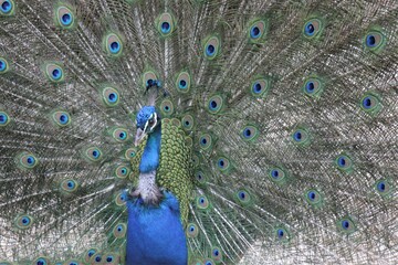 Obraz premium peacock with feathers out