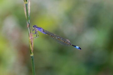 A blue damselfly a plant
