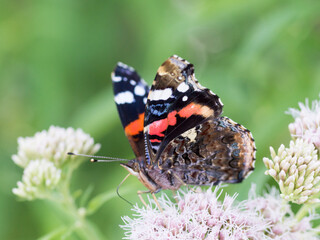 butterfly on flower