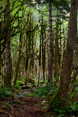 footpath in the woods