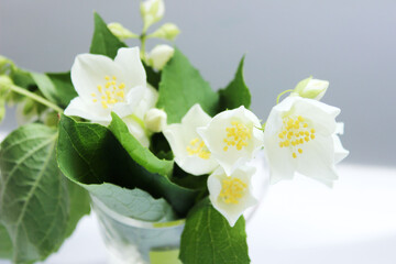 Naklejka na ściany i meble White jasmine flowers on blurry background, horizontal view, space for text.