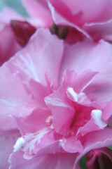Fleure de laurier rose en pleine floraison pendant l'été 